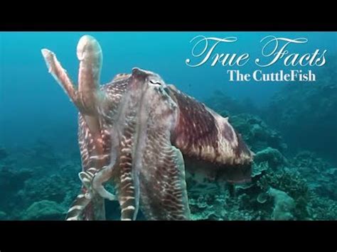 Maybe you would like to learn more about one of these? True Facts About The CuttleFish - YouTube