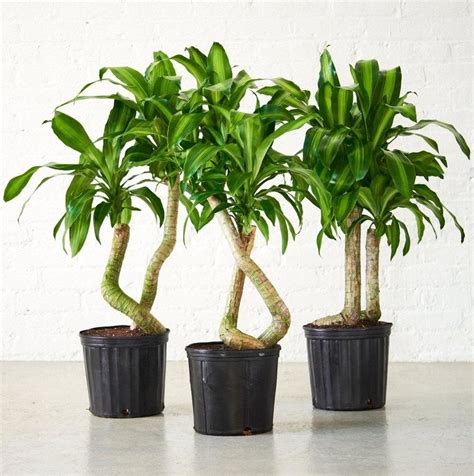 17 Best Indoor Trees And Tropical Plants To Grow In Your Living Room