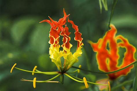 40 Free Fire Lily And Fire Lily Images Pixabay