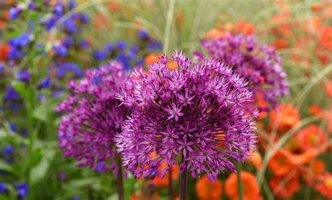 Allium Purple Sensation Bulbs Groupon