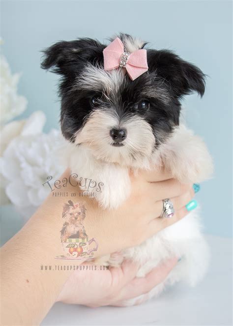 Designer Breed Maltipoo Puppies For Sale Teacups Puppies And Boutique