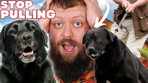 Fast Results: Learn How To Quickly Stop Your Dog From Pulling On The