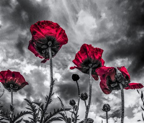 Papaver On A Grey Sky Red Photography Flower Art Painting Color