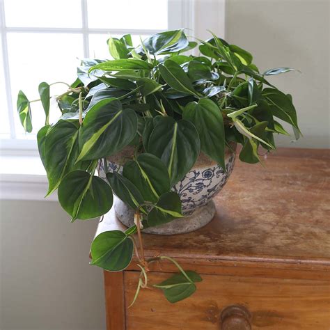 Young Pothos Heartleaf Philodendron Indoor Houseplant Fast Growing