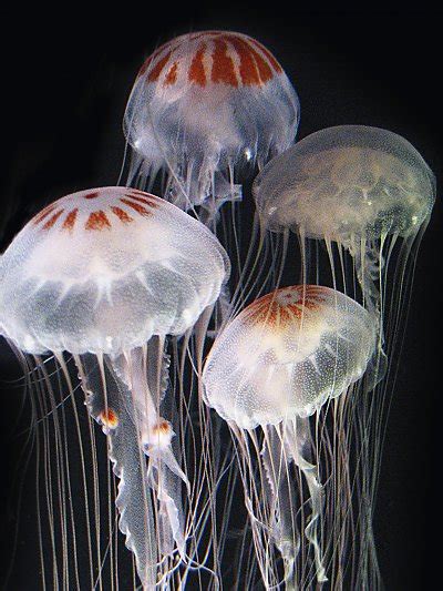 Atlantic Sea Nettle Online Learning Center Aquarium Of The Pacific