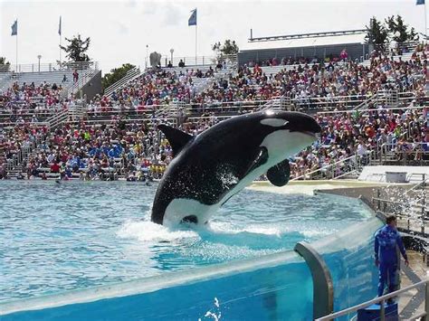 Seaworld Ends Captive Breeding Of Orcas At All Its Parks Good News