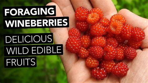 Foraging Wineberries — Delicious Wild Edible Fruits In 2022 Wild
