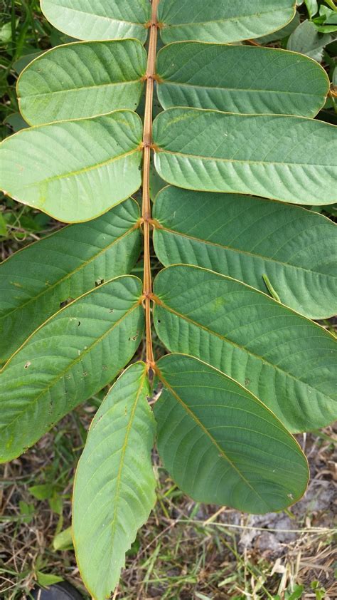 Daun kelor tidak bahaya jika dikonsumsi ibu hamil, justru bermanfaat. Warisan Petani: Pokok Gelenggang.