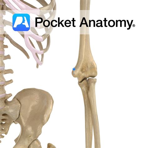Lateral Epicondyle Humerus Free Images At Clker Com Vector Clip Art My Xxx Hot Girl