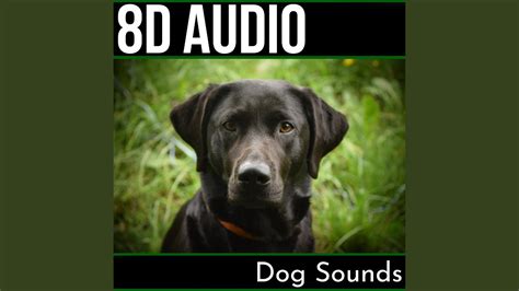Sounds Of Dogs Barking Most Relaxing Sounds Youtube