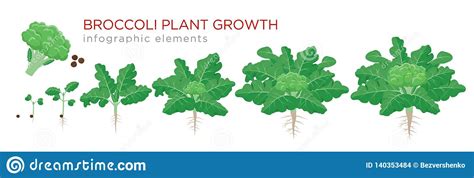 Broccoli Plant Growth Stages Infographic Elements Growing Process Of