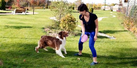 Playing Fetch With Your Dog Preventive Vet Resources