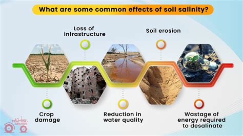 Soil Salinity In India The Reasons Effects And Solutions