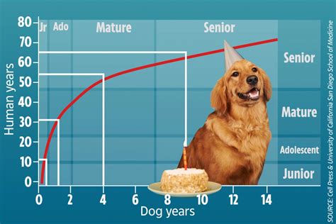 Best Price Lifevantage Petandim Dog Supplement