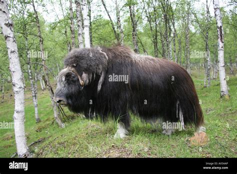 Musk Ox Ovibos Moschatus In Birch Forest Norway Stock Photo Alamy
