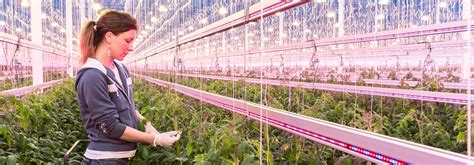 If you compare them directly to. Brighten Up Your Indoor Garden: Grow Lights