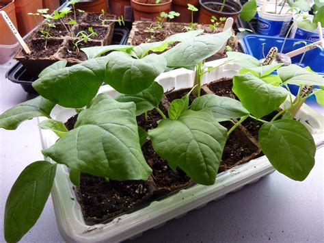 Deep in your choice of seed starting medium. Grow it! Eat it!: Lead in soils, soilless mixes, worm ...