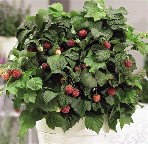 How To Grow Raspberries Thompson And Morgan