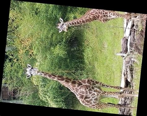 Greenville Zoo Sc Top Tips Before You Go With Photos Tripadvisor