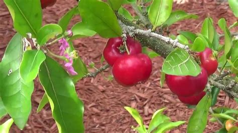 Barbados Cherry Tree In Lutz Florida Youtube