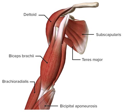 Muscles Of The Arm Anterior View