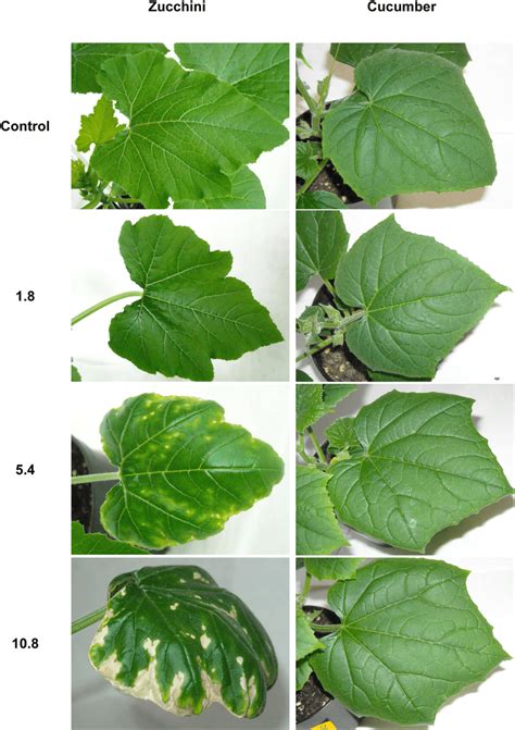 Visible Injuries On Leaves Of Zucchini And Cucumber Grown On The Download Scientific Diagram