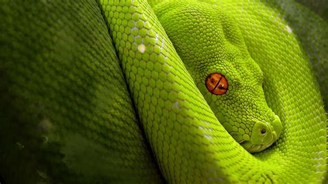 Animal Green Snake Close Up Hd Wallpaper