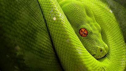 Snake Close Animal Resolution Wallpapers13