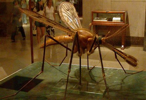 2nd Biggest Mosquito Ive Ever Seen Devon Mcsee Flickr