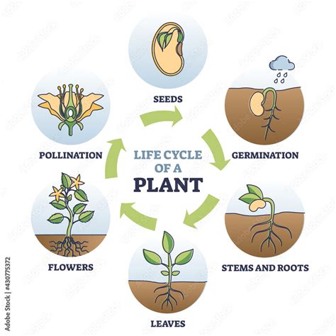 Life Cycle Of Plant With Seeds Growth In Biological Labeled Outline
