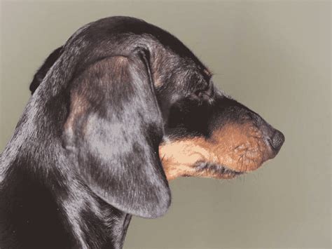 Dachshund Skin Problems Dog Health Guide Thedogdigest
