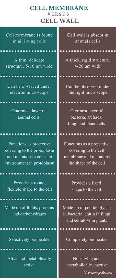 Difference Between Cell Membrane And Cell Wall Structure Composition
