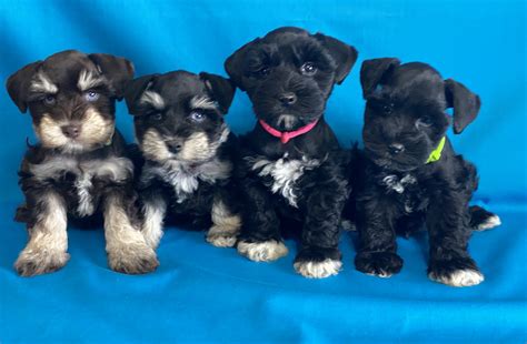 Johnson Farms Miniature Schnauzer Breeder Texas Black Puppies