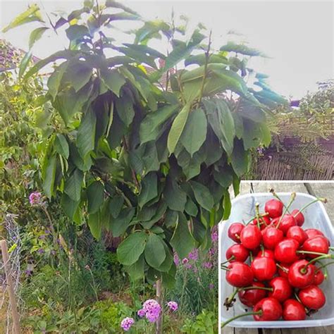 Cherry Sweet Stella Bare Root 12 14m Gardening Direct