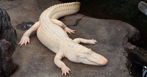 Watch Coconut The Albino Alligator Turn Into A Puppy When Shes Brushed