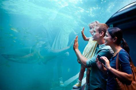 Sea Life Orlando Aquarium Entrébillet Getyourguide