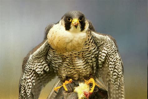 Peregrine Falcon Feeding Photograph By Robert Murray Fine Art America