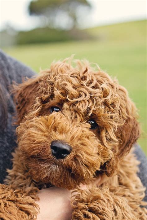 Goldendoodles are around 2 feet tall and weigh anywhere from 50 to 90 lbs. lab, poodle and cocker spaniel mix...aka australian ...