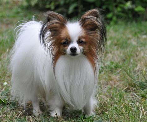 Papillon Dog Breed Trainability Temperament And Other Best Facts