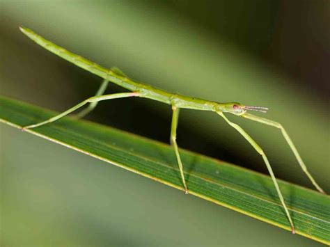 The Stick Insect Lifespan Life Cycle And Common Varieties Saga