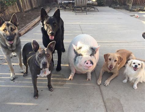 A Pig And His Five Dog Posse Boing Boing