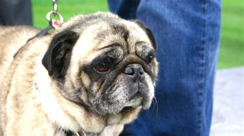 Gypsy Ju ~ Keeping Her Eye On Melbourne Pug Rescue Parade