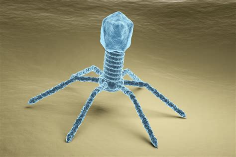 Real Electron Microscope Virus Photo Micropedia