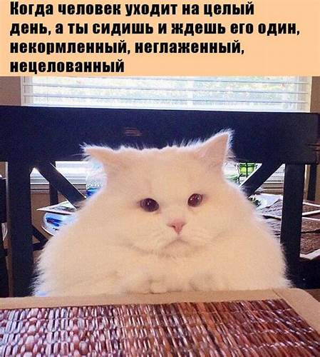 Веселые картинки про диеты