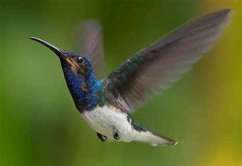 We did not find results for: Beautiful Creatures - 20 Humming Bird Close Ups