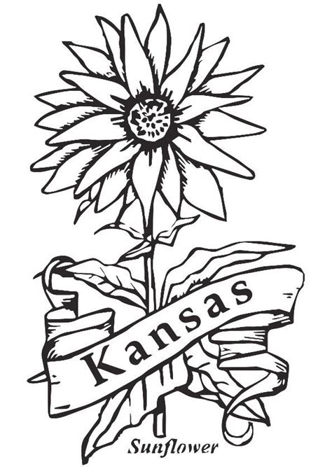 printable state flower  kansas coloring picture assignment sheets pictures  child