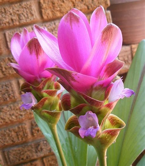 New Siam Tulip Curcuma Alismatifolia Summer Tulip Ginger Gardenhouse