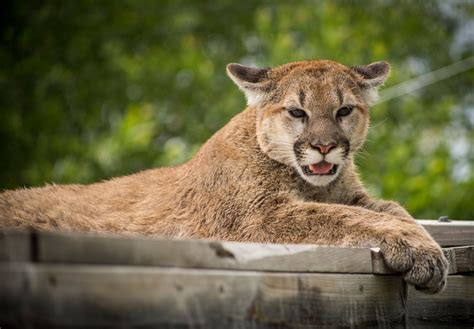 Orphaned Cougar Kitten Rainier Arrives At The Wildcat Sanctuary