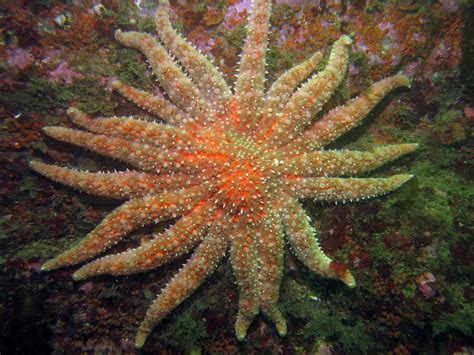 Threatened Listing Proposed For Sunflower Sea Star After Population