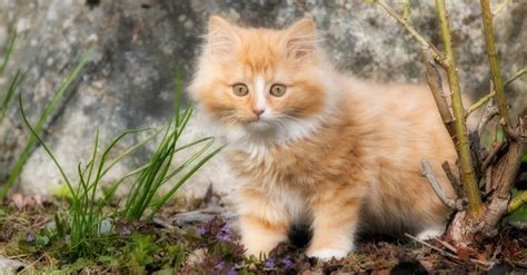 Norwegian Forest Cat Breed Complete Guide A Z Animals